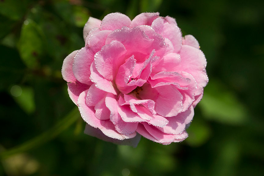 O impacto emocional de escolher o lugar de descanso final.