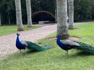 Pavão