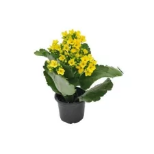 Mini Kalanchoe