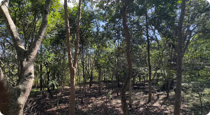 Floresta cheia de árvore e céu azul entre elas.