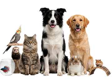 pets 2026 mobile